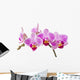 Phalaenopsis; moth orchid flowers and buds on white background Wall Decal