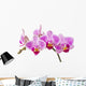 Phalaenopsis; moth orchid flowers and buds on white background Wall Decal