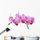 Phalaenopsis; moth orchid flowers and buds on white background Wall Decal