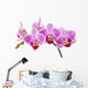 Phalaenopsis; moth orchid flowers and buds on white background Wall Decal