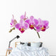 Phalaenopsis; moth orchid flowers and buds on white background Wall Decal