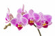 Phalaenopsis; moth orchid flowers and buds on white background Wall Decal
