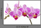 Phalaenopsis; moth orchid flowers and buds on white background Wall Decal