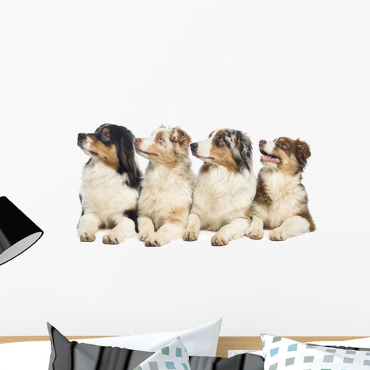 Group Australian Shepherd Wall Decal