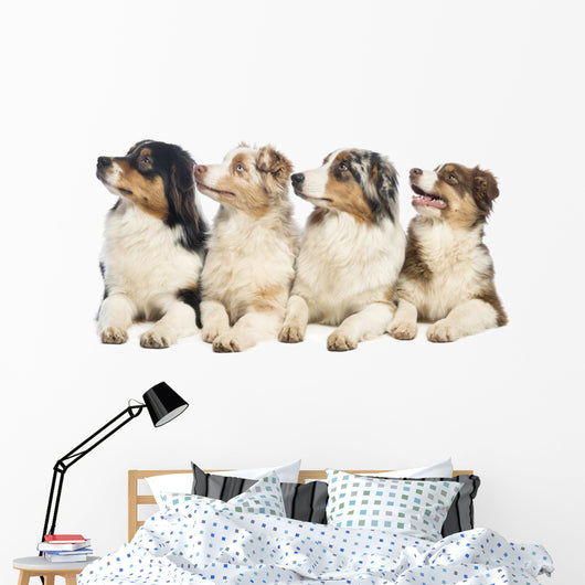 Group Australian Shepherd Wall Decal