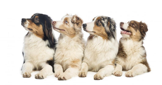 Group Australian Shepherd Wall Decal
