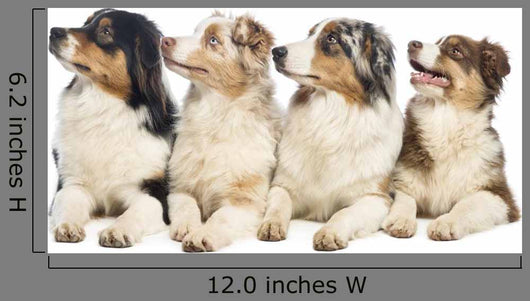 Group Australian Shepherd Wall Decal