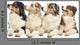 Group Australian Shepherd Wall Decal