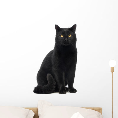 Black Cat Sitting and Wall Decal shown on a wall