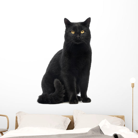 Black Cat Sitting and Looking at Camera Wall Decal