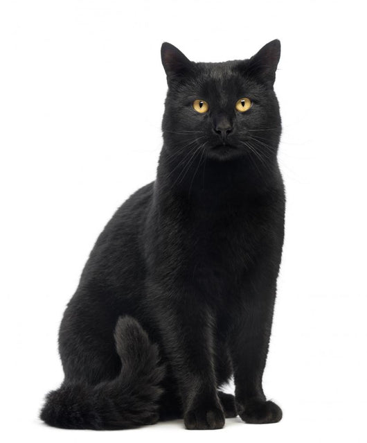 Black Cat Sitting and Looking at Camera Wall Decal