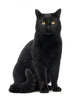Black Cat Sitting and Looking at Camera Wall Decal