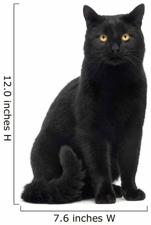 Black Cat Sitting and Looking at Camera Wall Decal