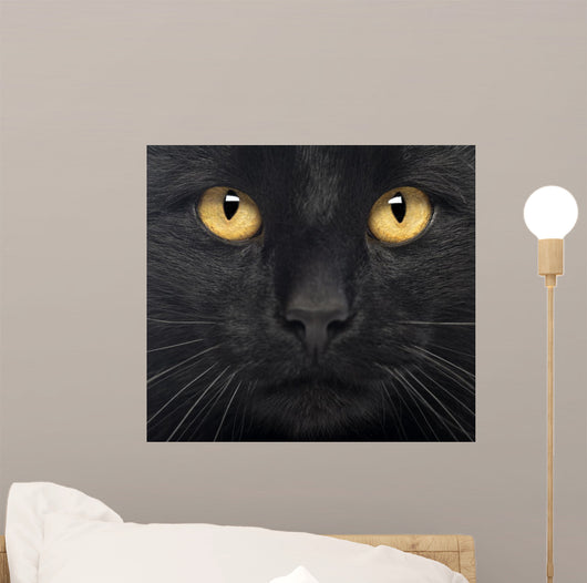 Close-up Black Cat