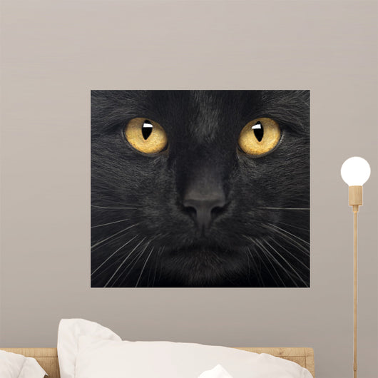 Close-up Black Cat