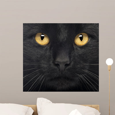 Close-up Black Cat shown on a wall