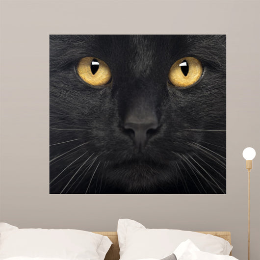 Close-up Black Cat