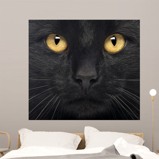 Close-up Black Cat