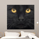 Close-up Black Cat
