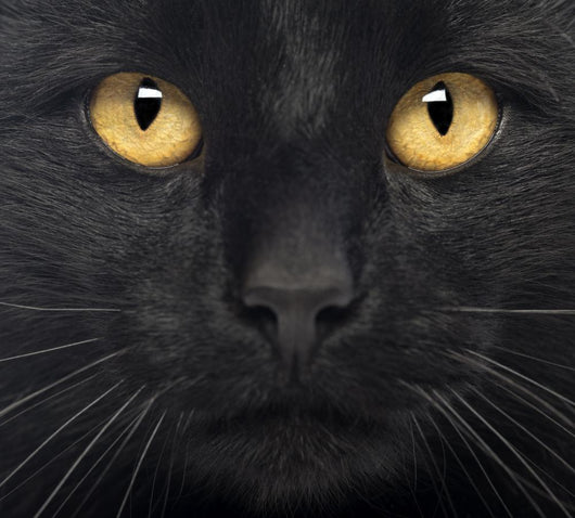 Close-up Black Cat