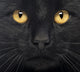 Close-up Black Cat