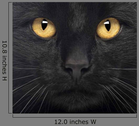Close-up Black Cat