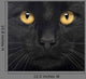 Close-up Black Cat