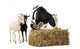 Cow and Two Goats Eating Hay Wall Decal