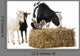 Cow and Two Goats Eating Hay Wall Decal
