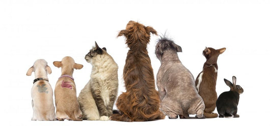 Group Pets Sitting Wall Decal