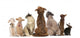 Group Pets Sitting Wall Decal