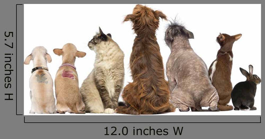 Group Pets Sitting Wall Decal