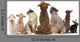 Group Pets Sitting Wall Decal