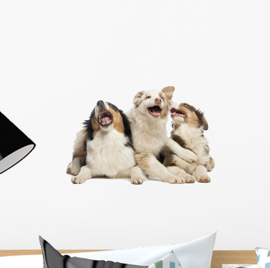 Australian Shepherd Puppies Wall Decal