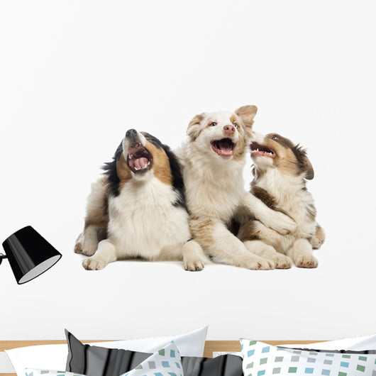 Australian Shepherd Puppies Wall Decal