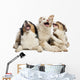 Australian Shepherd Puppies Wall Decal
