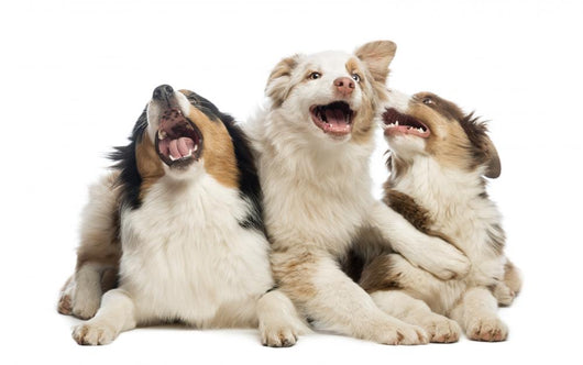 Australian Shepherd Puppies Wall Decal