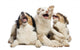 Australian Shepherd Puppies Wall Decal
