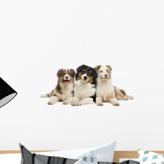 Group Australian Shepherd Lying Wall Decal