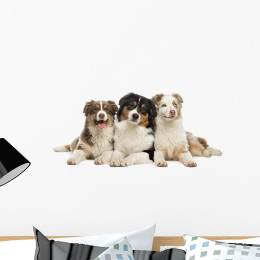 Group Australian Shepherd Lying Wall Decal
