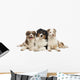 Group Australian Shepherd Lying Wall Decal