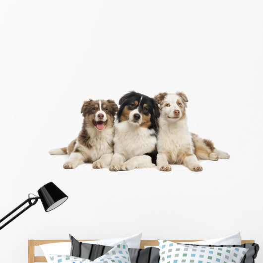 Group Australian Shepherd Lying Wall Decal