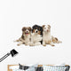 Group Australian Shepherd Lying Wall Decal