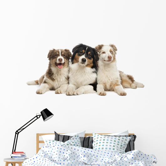 Group Australian Shepherd Lying Wall Decal