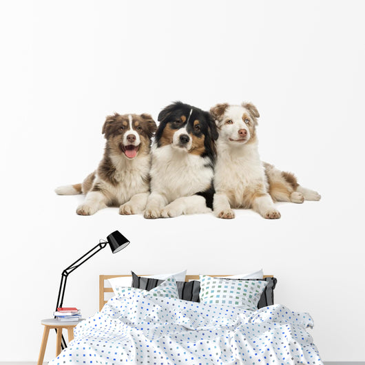 Group Australian Shepherd Lying Wall Decal