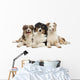 Group Australian Shepherd Lying Wall Decal