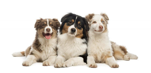 Group Australian Shepherd Lying Wall Decal