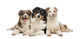 Group Australian Shepherd Lying Wall Decal