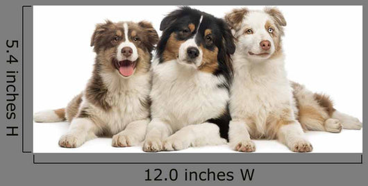 Group Australian Shepherd Lying Wall Decal