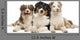 Group Australian Shepherd Lying Wall Decal